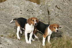 Beagle puppies by Neil Salisbury